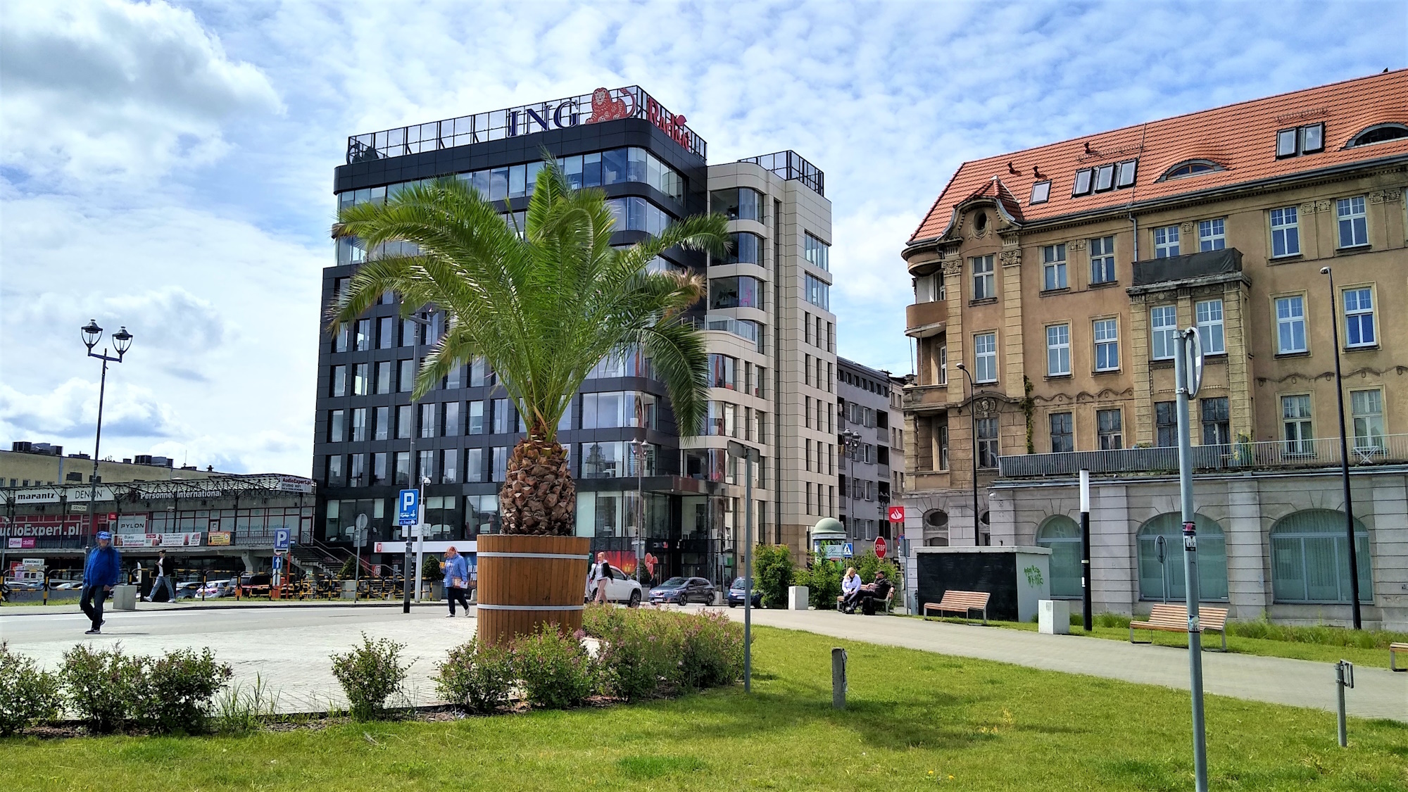 Fot. M.Foltyn/UM Gliwice palma na skwerze Europejskim