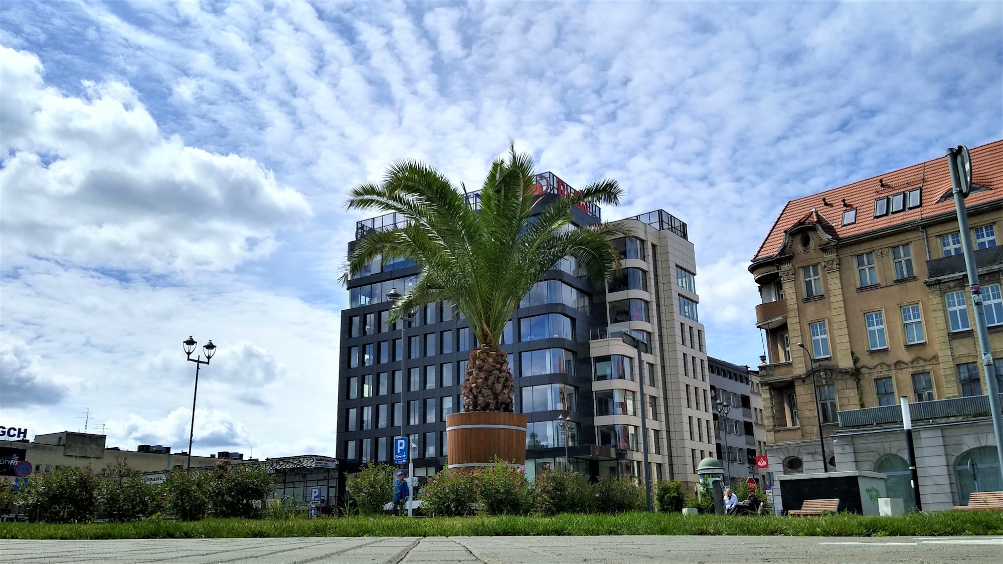 Fot. M.Foltyn/UM Gliwice palma na skwerze Europejskim