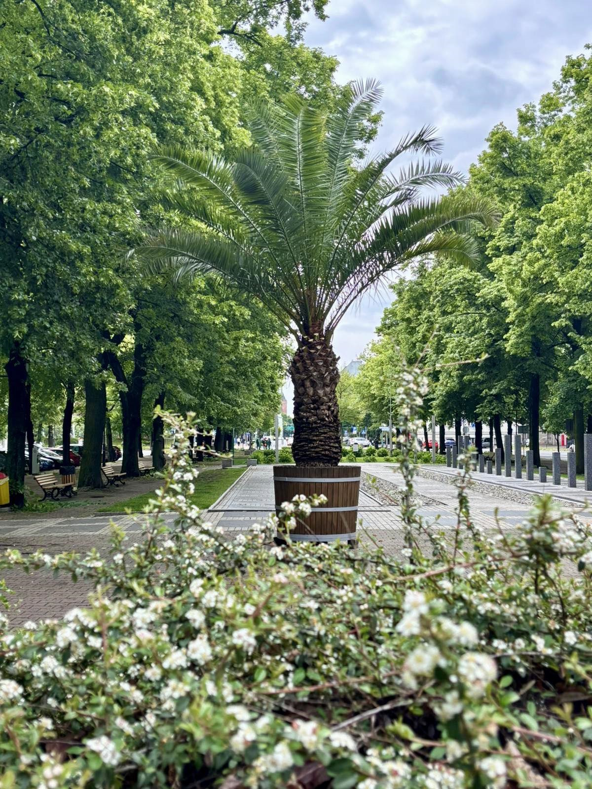 Fot. B.Bujar/UM Gliwice palma na placu Piłsudskiego
