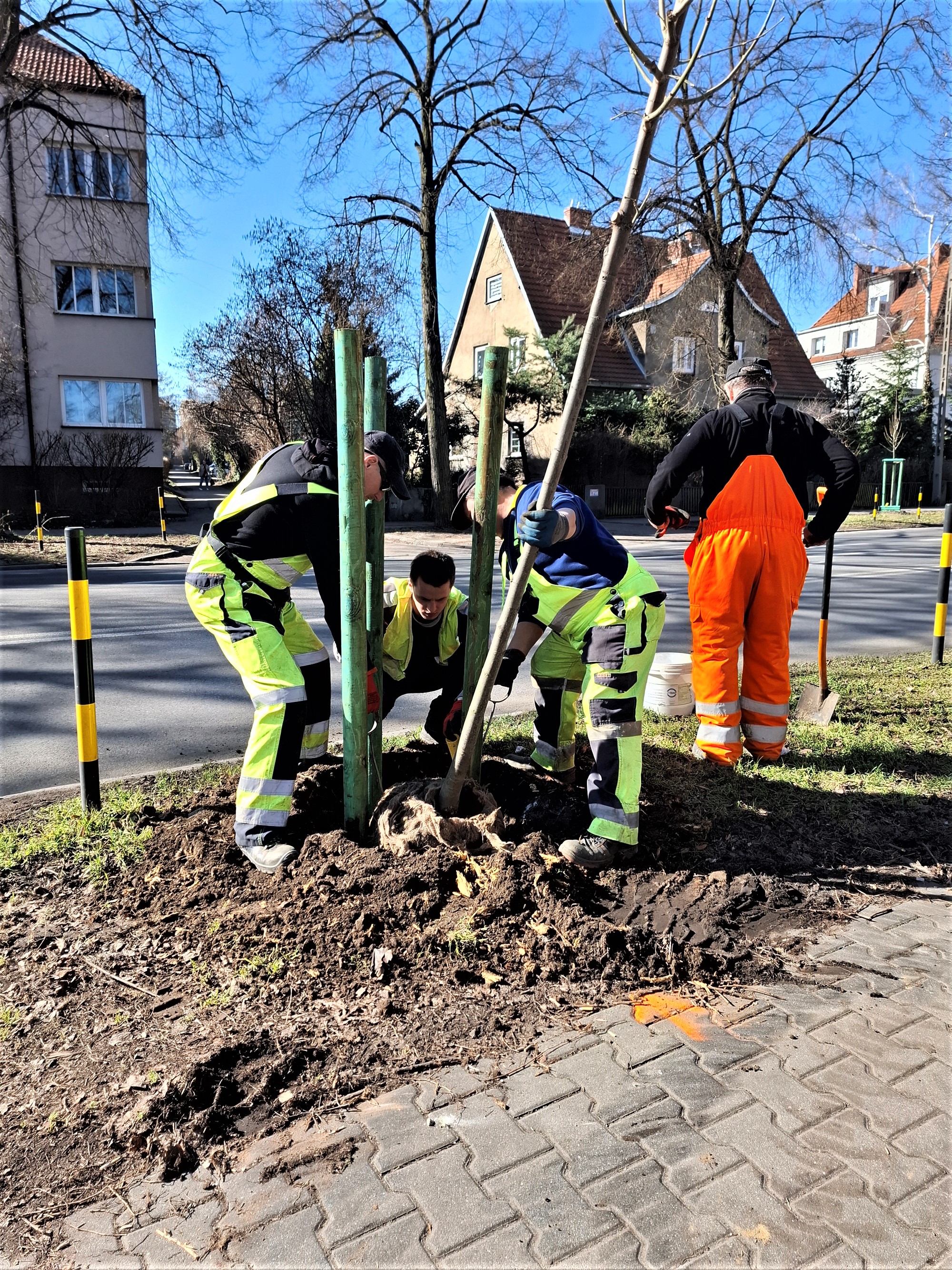 Trzech panów sadzi drzewo. dwóch w zielonych kombinezonach, jeden z pomarańczowym