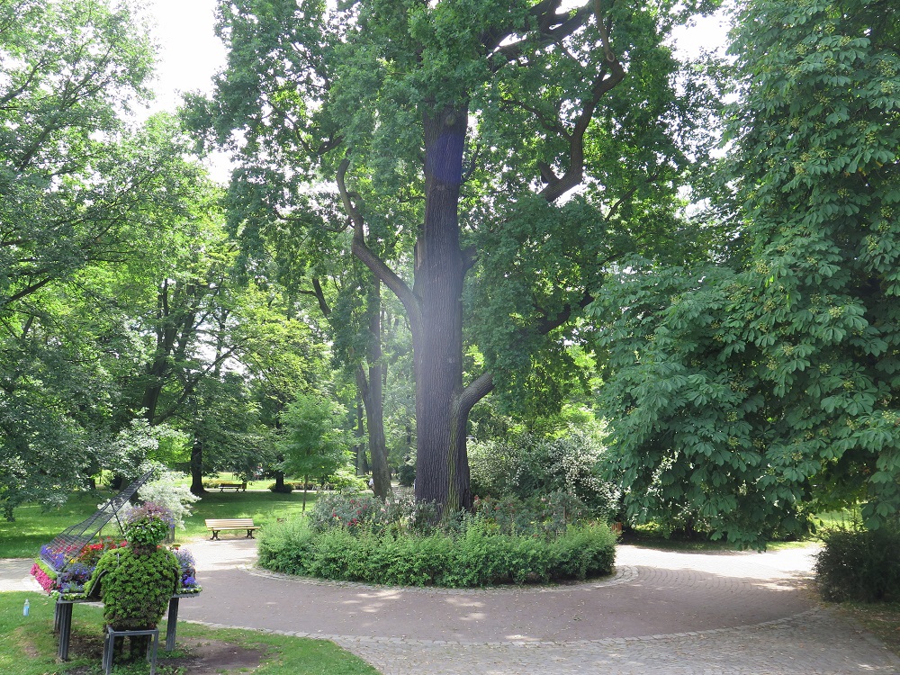 dąb w parku Chopina