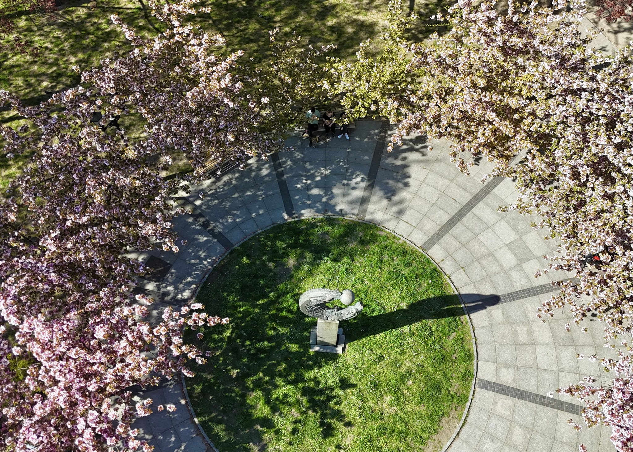 plac Rzeźnicy z góry. Widać piękne, różowe drzewa