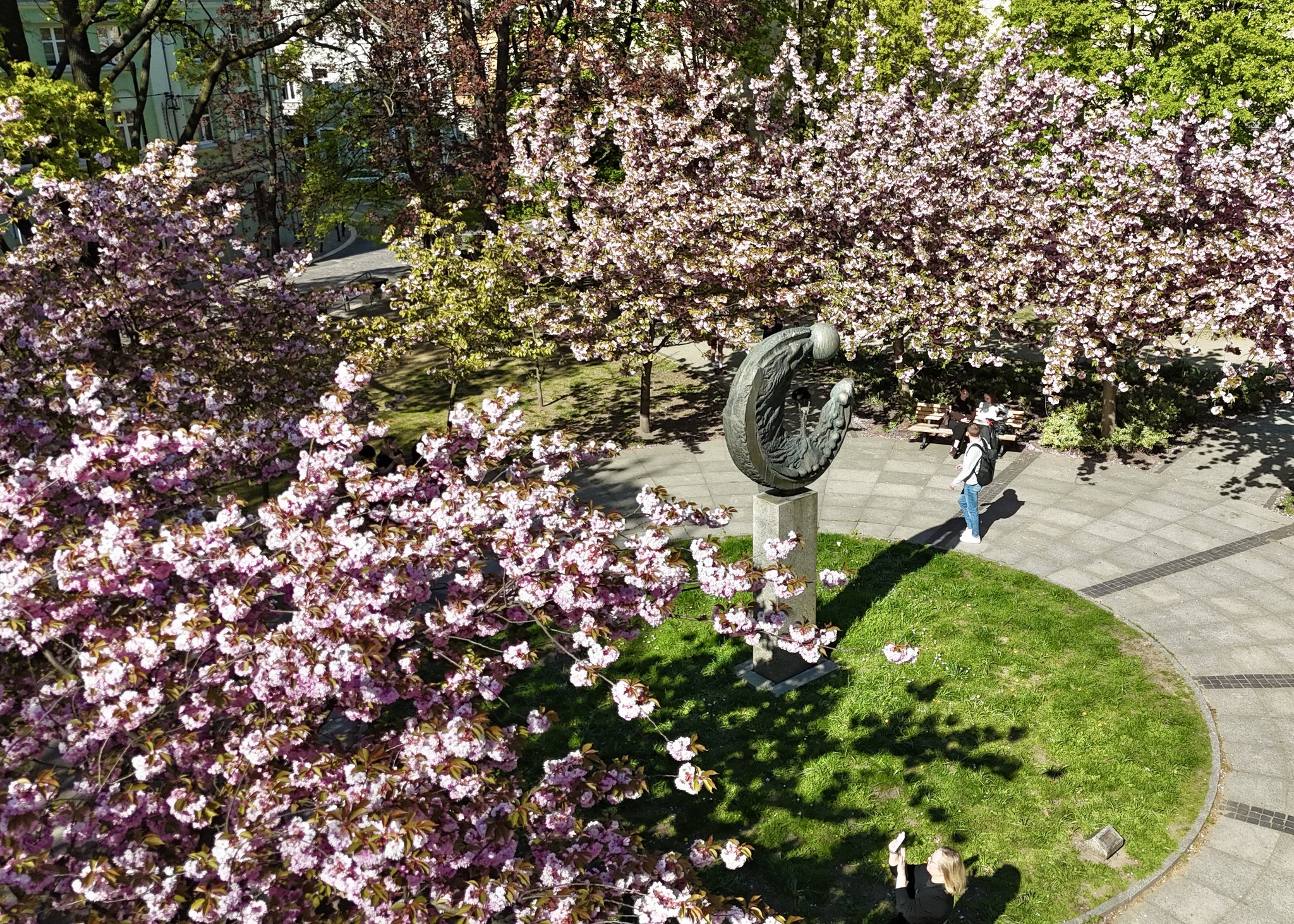 plac Rzeźnicy z góry. Widać piękne, różowe drzewa