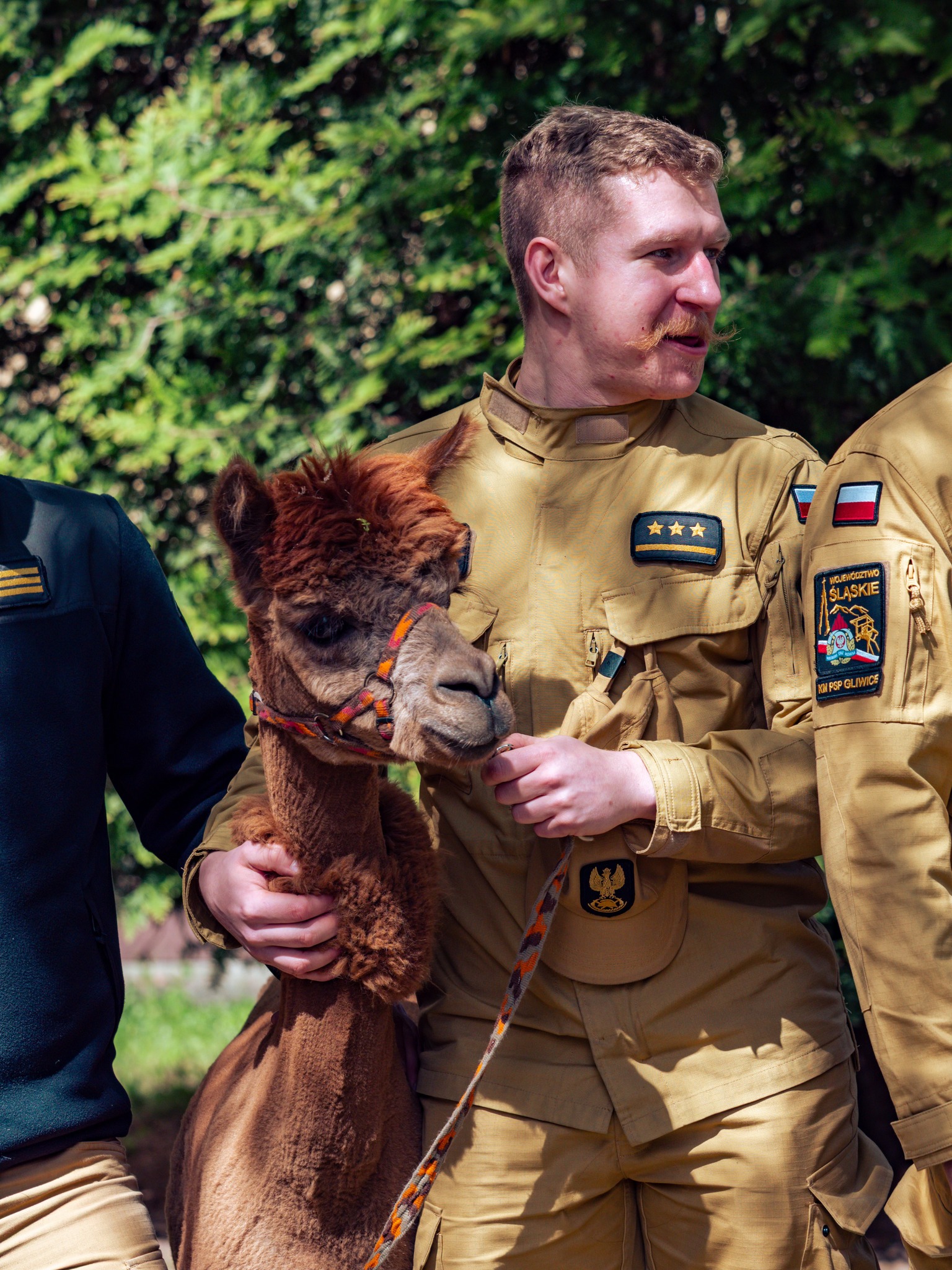 mężczyzna w mundurze z alpaką