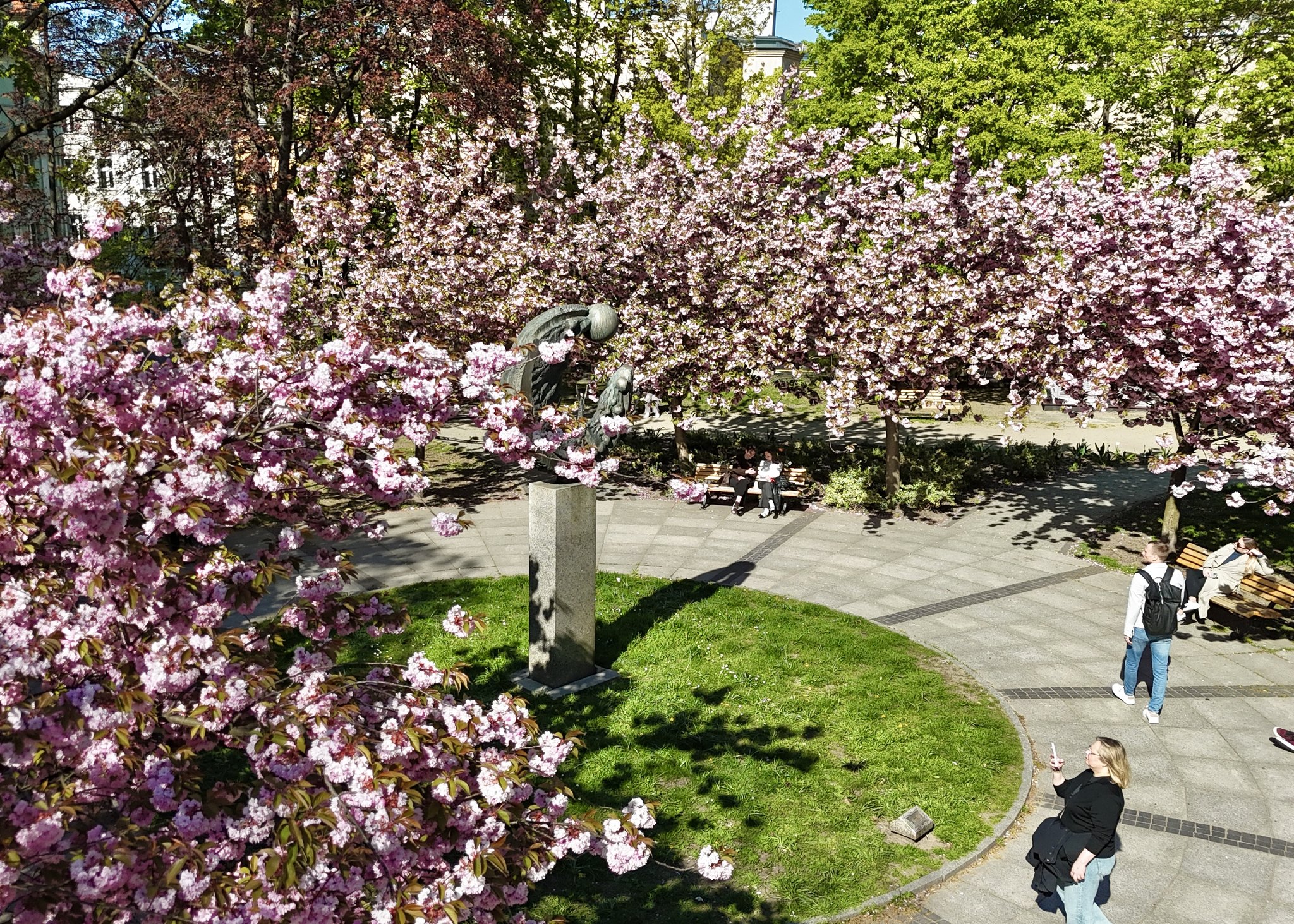 plac Rzeźnicy z góry. Widać piękne, różowe drzewa
