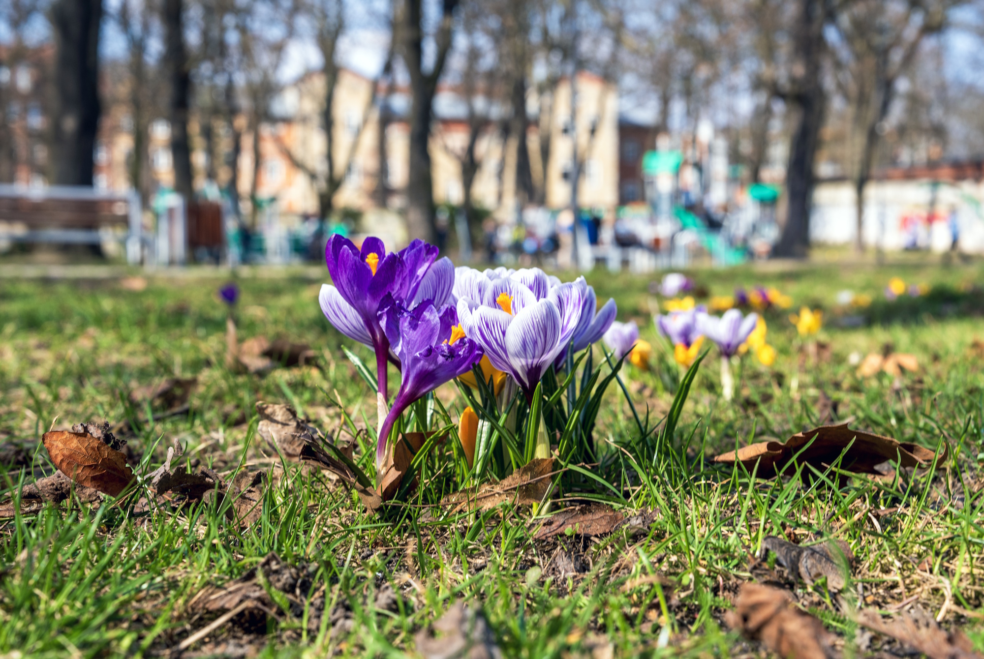 krokusy na trawie