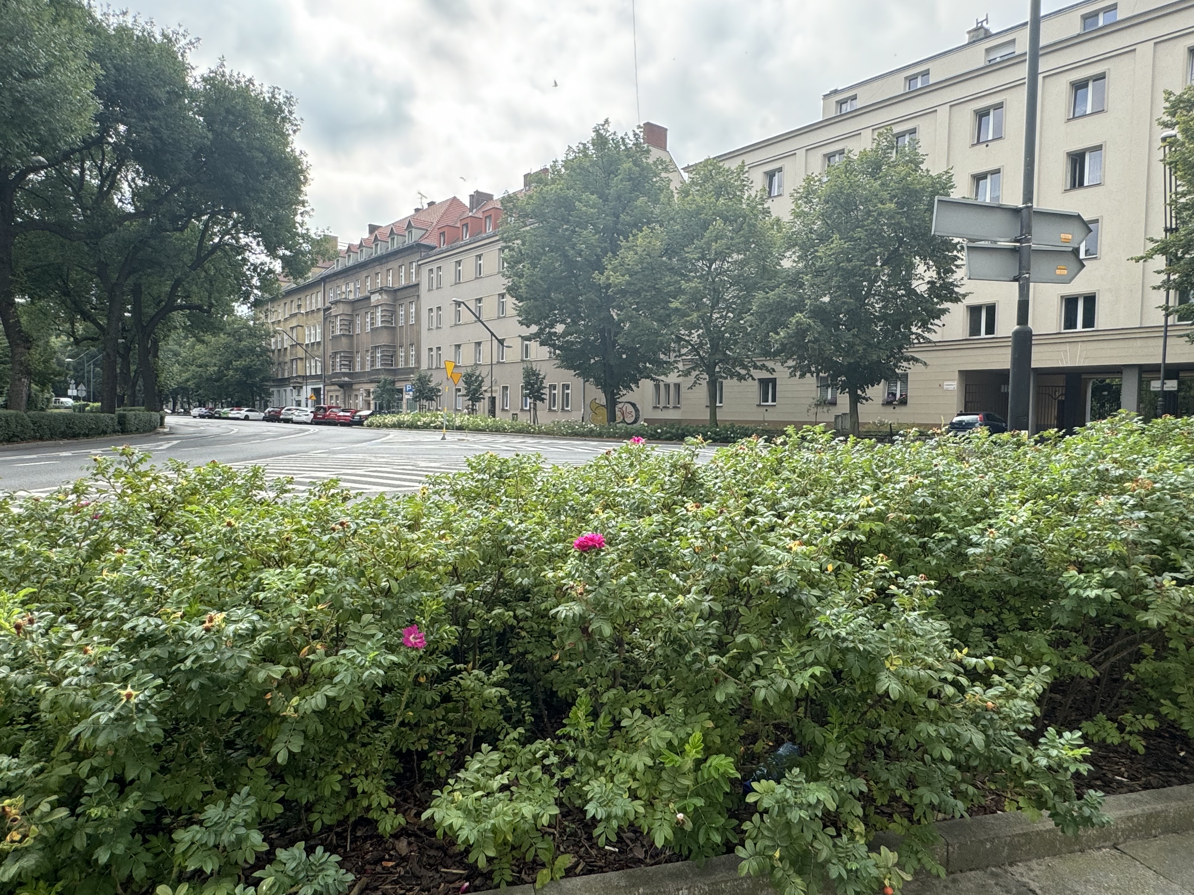 odbrukowane i zazielenione przestrzenie