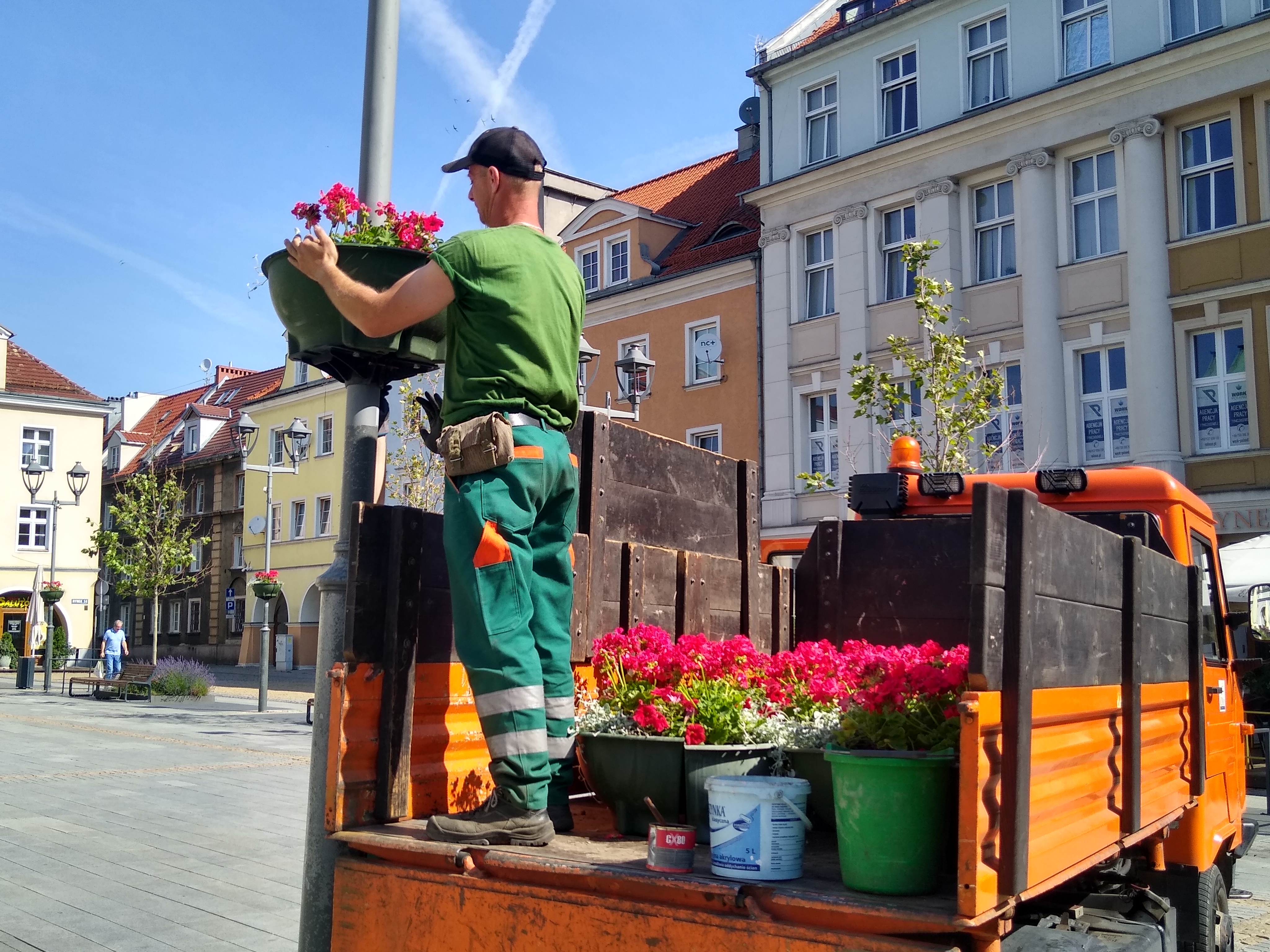 pan montuje doniczkę z pelargonią