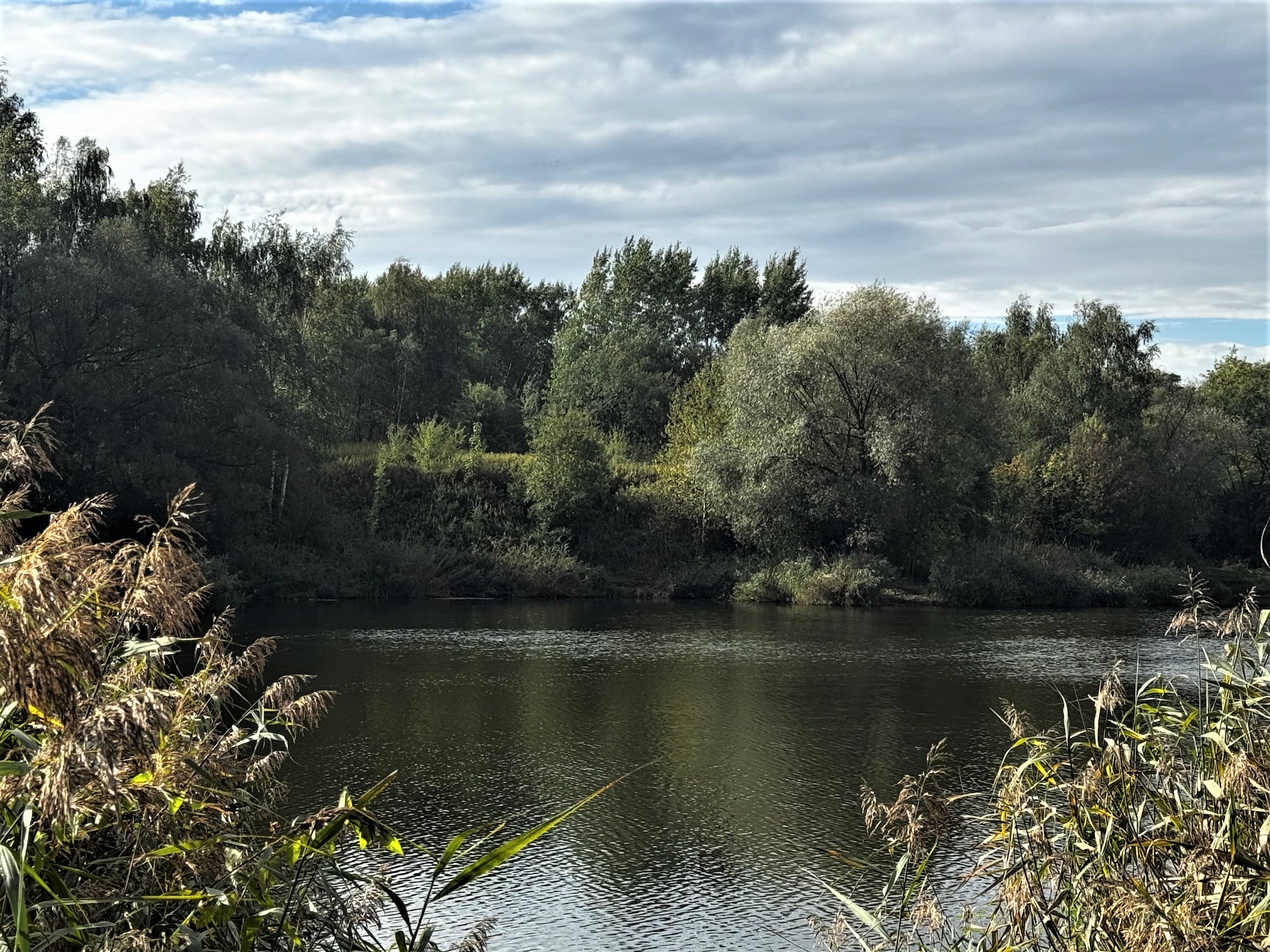 staw obrośnięty zielenią