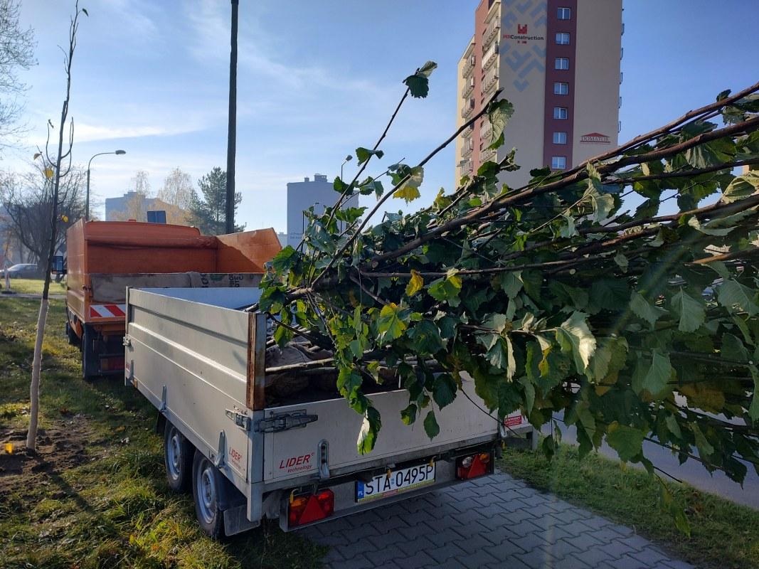 Auto z drzewem na pace