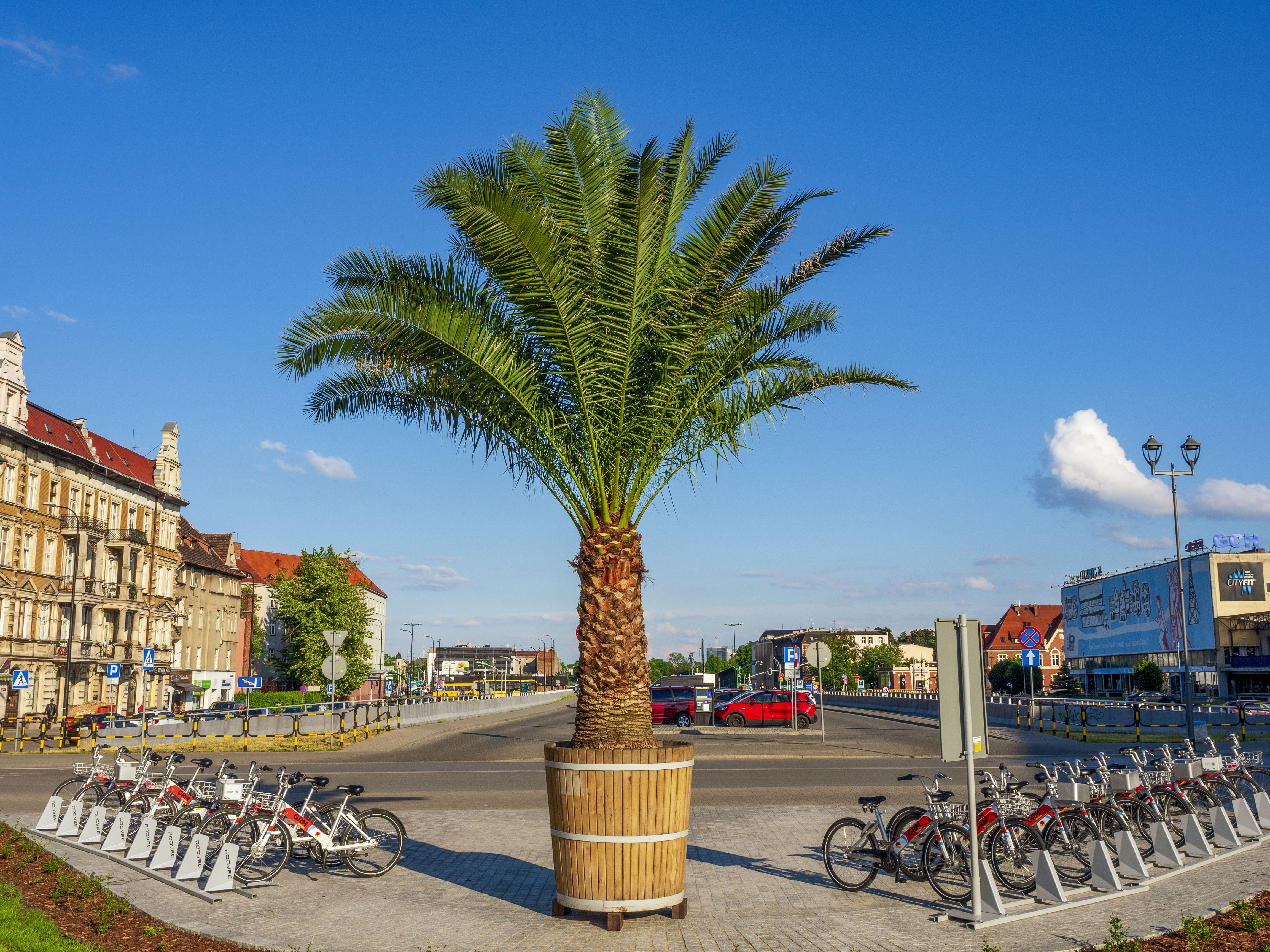 palma wśród rowerów na skwerze DTŚ