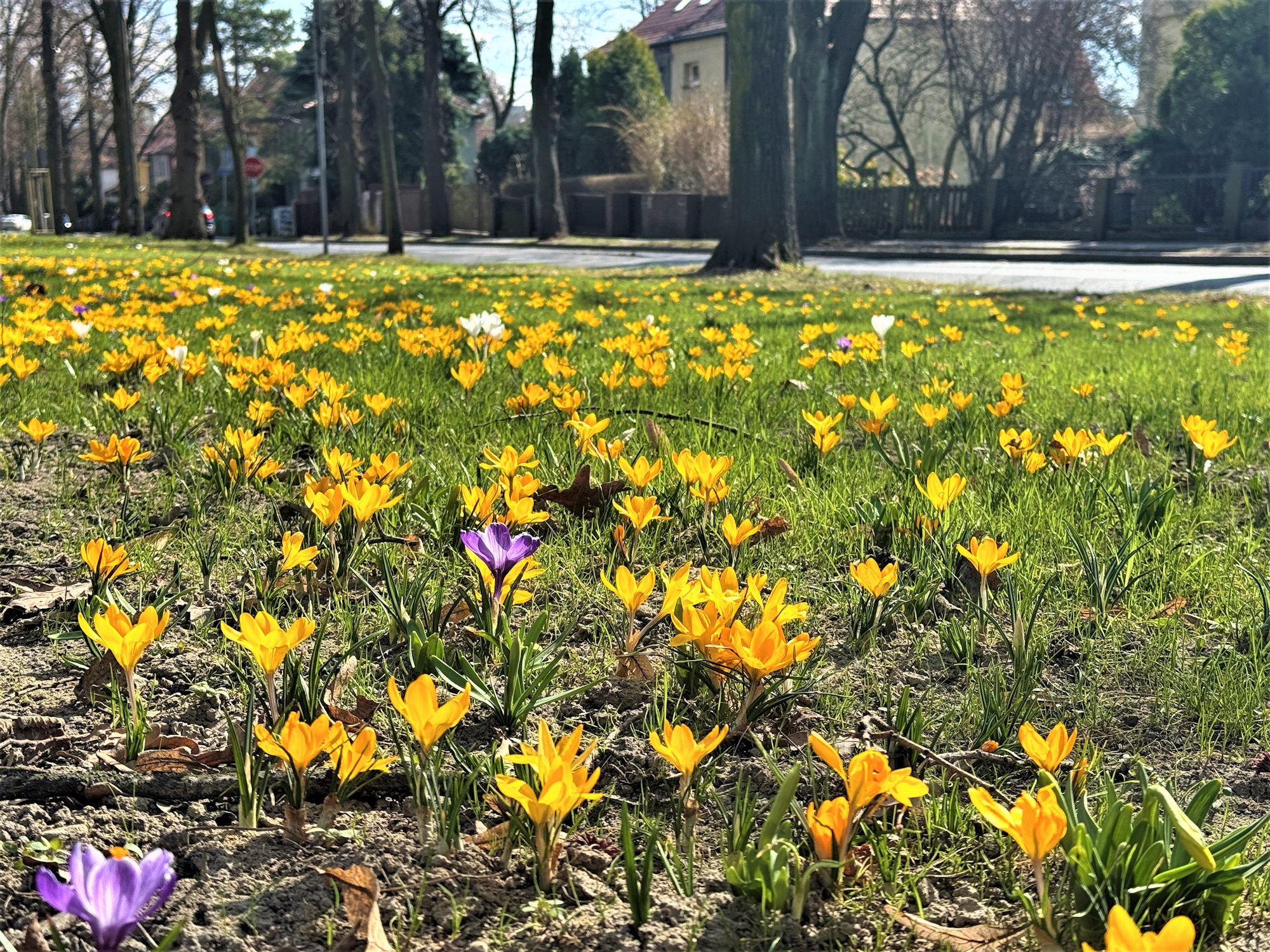 Ulica Mickiewicza zachwyca. Jest trochę Syberii i trochę Grecji