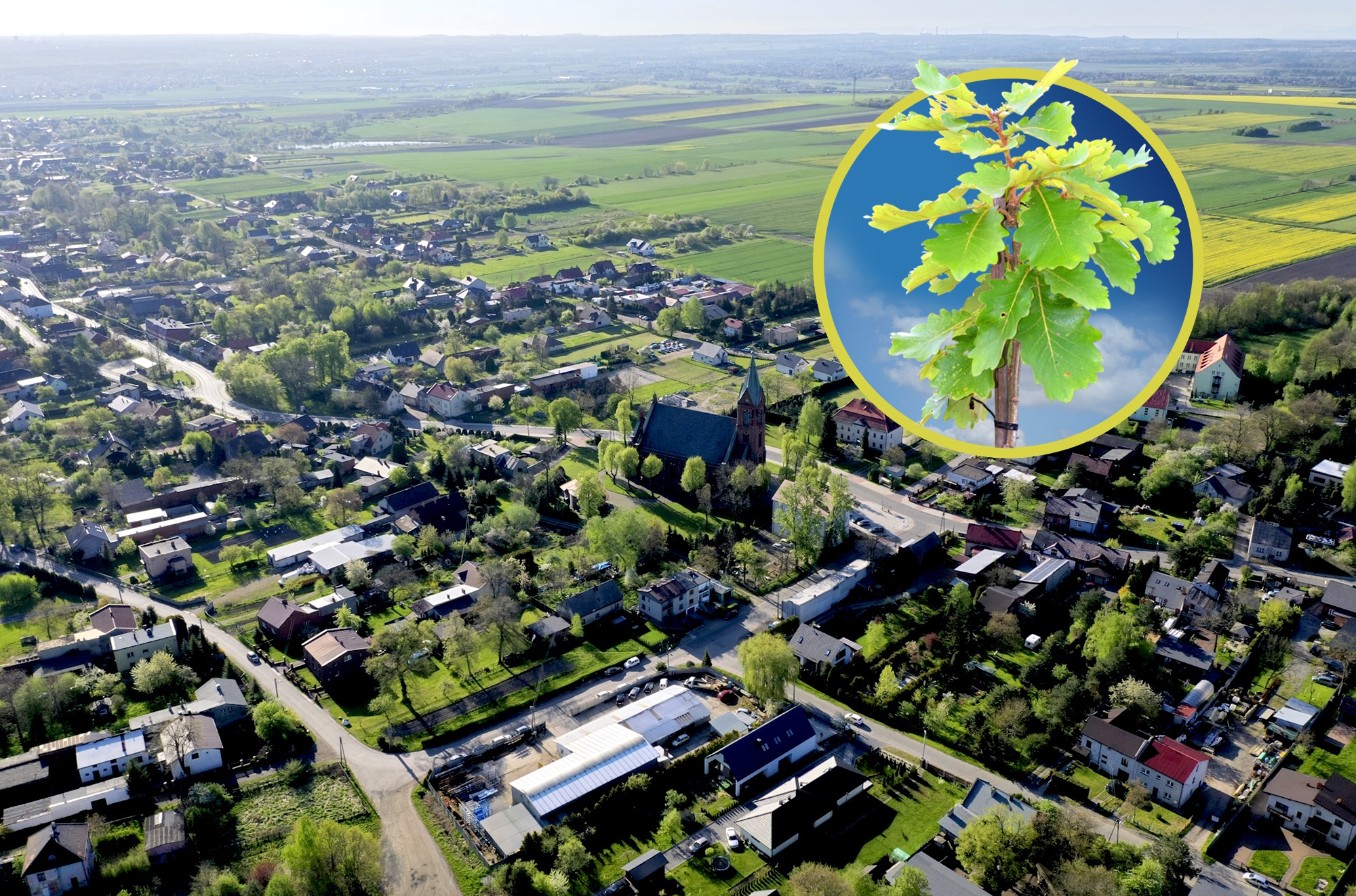 80 dębów w 80 rocznicę Tragedii Górnośląskiej – jeden z nich posadzony zostanie 30 czerwca w Bojkowie
