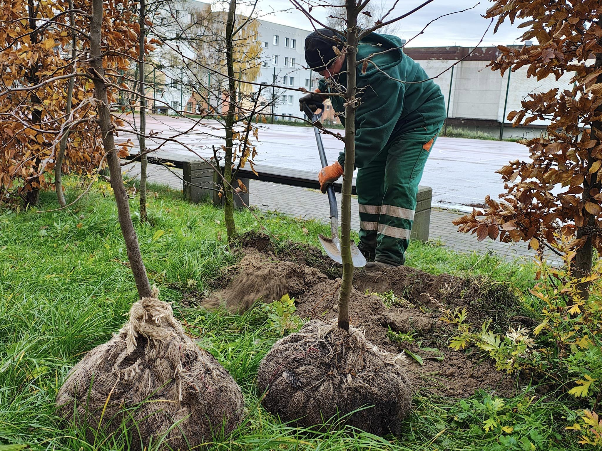 Kopernik na zielono. Mamy ponad 70 kolejnych drzew