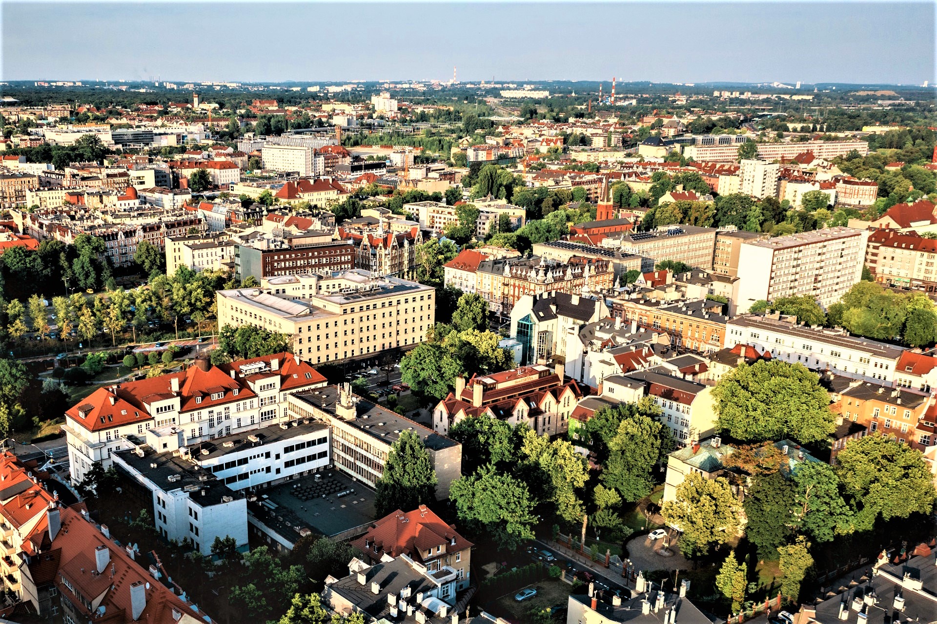 Zmieniamy Gliwice. Zamiast bruku – drzewa. Trwa akcja na ulicy Zygmunta Starego