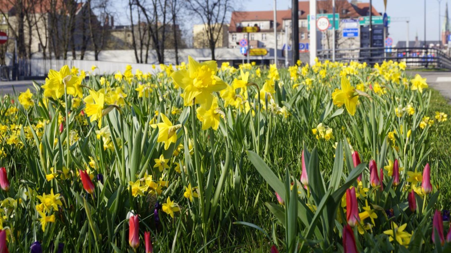 Więcej zieleni i kolorów