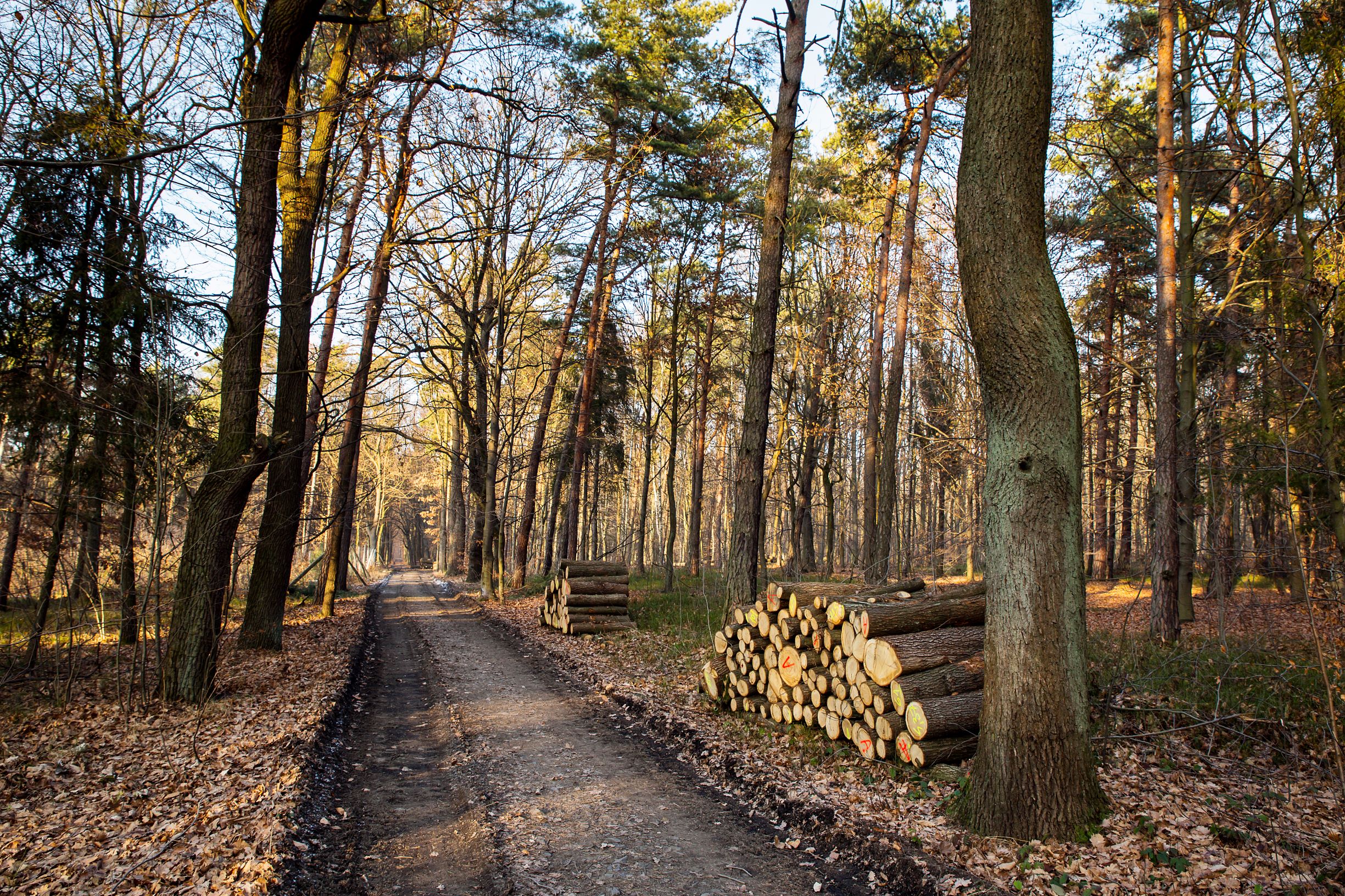 Gliwice w obronie lasów